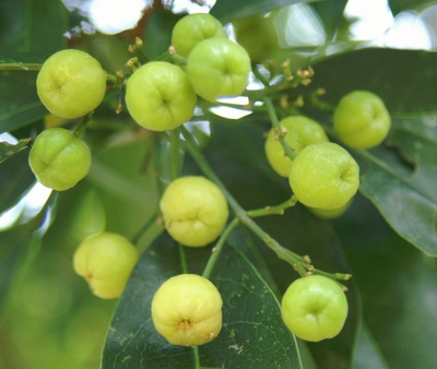 多要素氣象站：油柑種植需要什么樣的氣候條件？