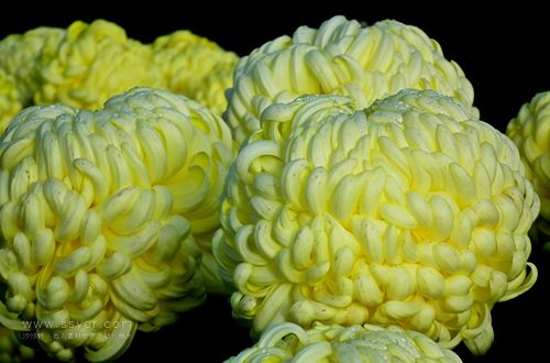 一朵菊花開出七種顏色？用手持氣象站促進菊花的種植